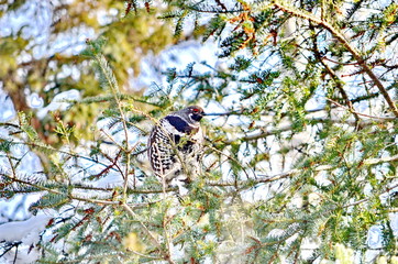 Wild Spruce Grouse perched on a tree limb in winter in Algonquin Park, Ontario, Canada.