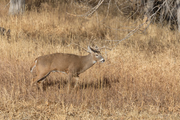 Naklejka na ściany i meble Whitetail Deer Buck in Colorado in the Fall Rut