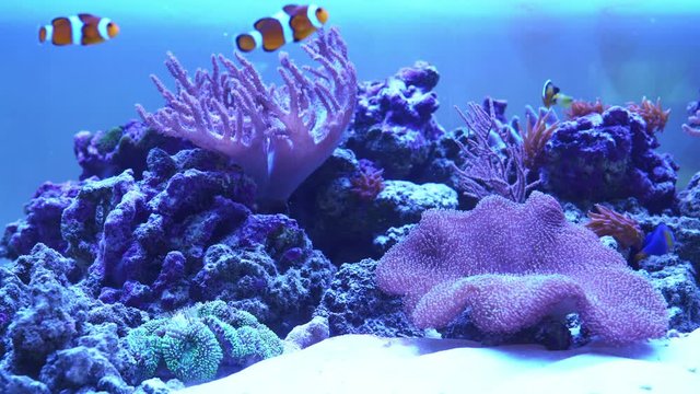 Coral reef aquarium with nemo fish.