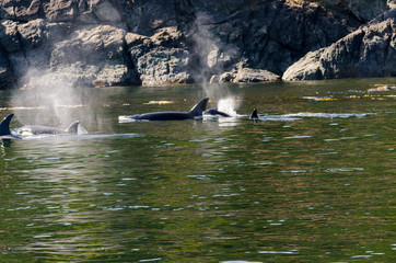 killer whales on the coasts of Vancouver island in Canada