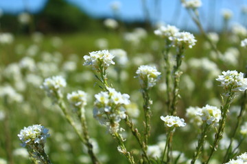 Fototapeta na wymiar White wildflowers on a blurry green background