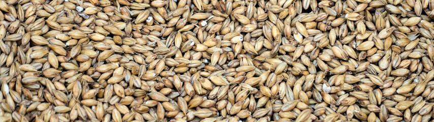Texture with of barley malt for beer, pale ale, pilsen.