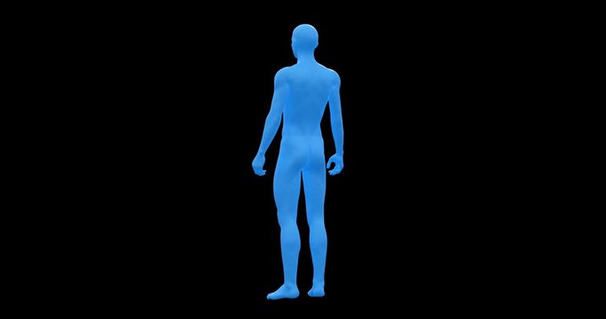 Man, Male Body 3D Wireframe Model, Seamless Loop, Transparent with Alpha