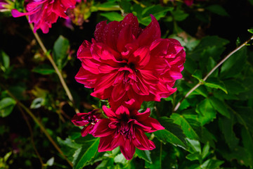 フラワーガーデン