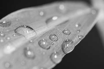 drops of water on a leaf