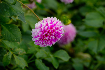 フラワーガーデン