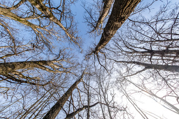 bare crowns and clumsy branches  of huge oak trees growing in blue sky in sunny day