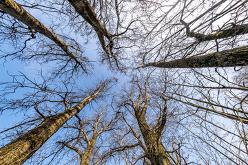 bare crowns and clumsy branches  of huge oak trees growing in blue sky in sunny day