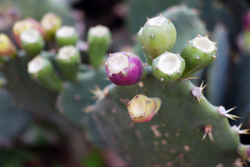 Close-up of opuntia fruit
