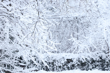 Snowy weather. Snow on trees and land. Bright white day. Snowflakes.