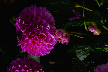 フラワーガーデン