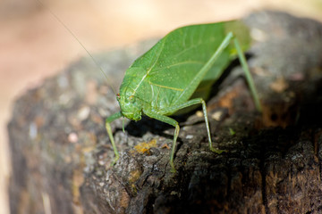 Leaf Bug