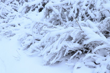 Snowy weather. Snow on trees and land. Bright white day. Snowflakes.
