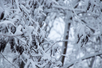 Obraz premium Snowy weather. Snow on trees and land. Bright white day. Snowflakes.