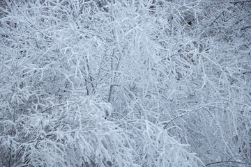 Snowy weather. Snow on trees and land. Bright white day. Snowflakes.