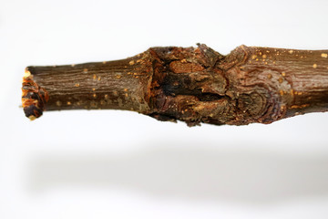 Apple canker close up, Nectria galligena on apple tree