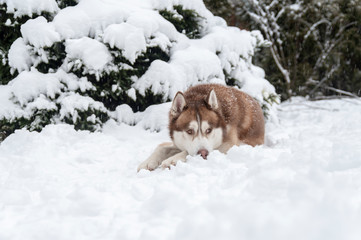 Red Siberian Husky dog lying on snow