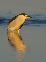 Black-crowned night-heron, Nycticorax nycticorax,