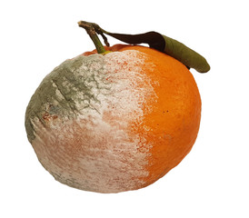 rotten orange and leaves  isolated in white background © sea and sun
