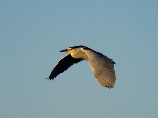 Obraz premium Black-crowned night-heron, Nycticorax nycticorax,