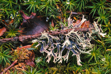 moss and leaves