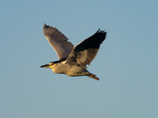 Black-crowned night-heron, Nycticorax nycticorax,