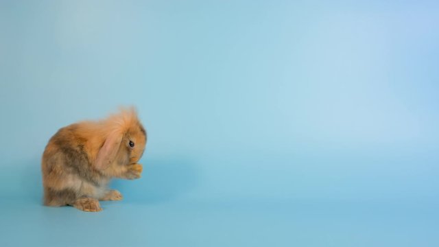 Little brown bunny rabbit clean forefoot on blue screen background. Concept of Easter animal represent happiness moment and lucky for people.