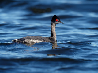 Black-necked grebe, Podiceps nigricollis