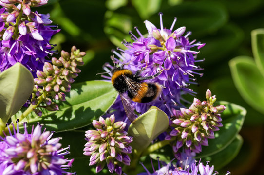 Bumble Bee On Purple Flowers In The Garden