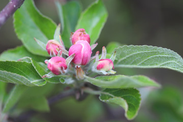 Buds of flowers on a branch apple tree, spring