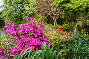 Shrubs and flowers blooming in a park during spring