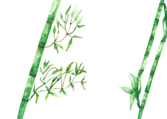 Watercolor hand painted nature eco tropical composition with green bamboo leaves on branches isolated on the white background, jungle plants illustration for design elements