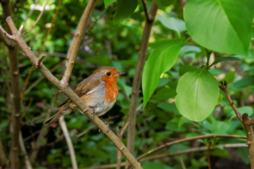 European robin Erithacus rubecula perching in a shrub