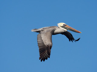Fototapeta na wymiar Brown pelican, Pelecanus occidentalis