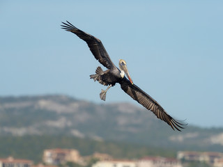 Brown pelican, Pelecanus occidentalis