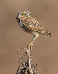 Burrowing Owl