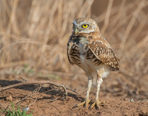 Burrowing Owl