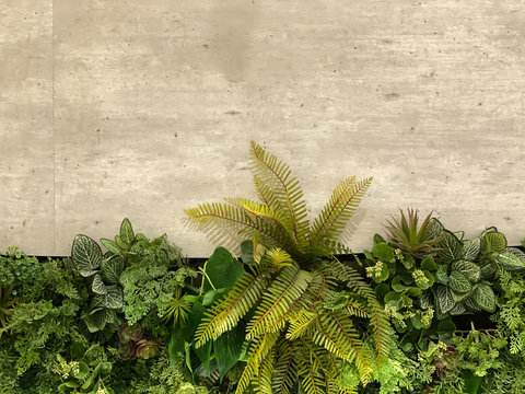 Old grunge concrete Texture with leaves use for background nature concept.