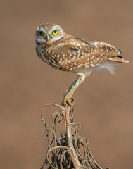 Burrowing Owl