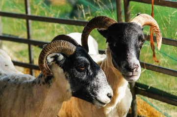 Scottish blackface sheep in enclosure