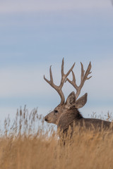 Mule Deer Buck in Colorado in Fall