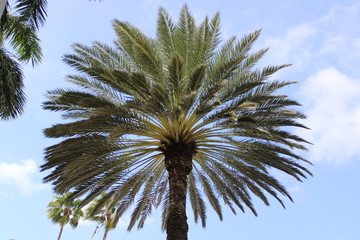 palmera