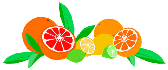 Fruit citrus collection orange lemon grapefruit lime with leaves flat isolated vector horizontal illustration