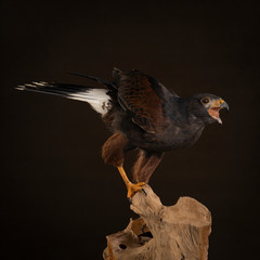Studio portrait of a bird of prey close up, Harris's hawk (Parabuteo unicinctus) sitting on a trunk of a tree with a brown and black background