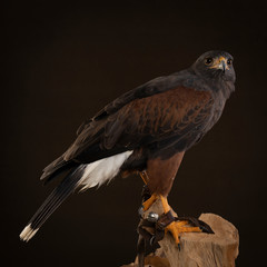 Studio portrait of a bird of prey close up, Harris's hawk (Parabuteo unicinctus) sitting on a trunk of a tree with a brown and black background