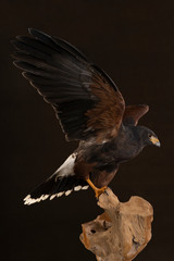 Studio portrait of a bird of prey close up, Harris's hawk (Parabuteo unicinctus) sitting on a trunk of a tree with a brown and black background