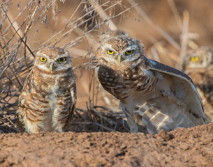 Burrowing Owl