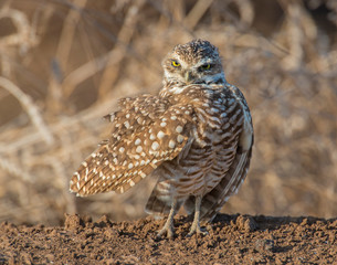 Burrowing Owl