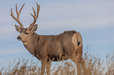 Mule Deer Buck in Colorado in Fall