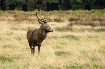 Red deer standing on meadow in forest